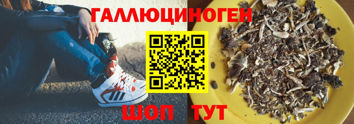 Галлюциногенные грибы Psilocybine cubensis Волгодонск
